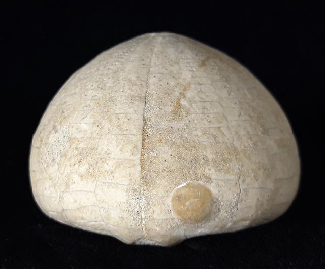 Echinocorys humilis LAMBERT 1903 - Bild © FossNet FossilienStore